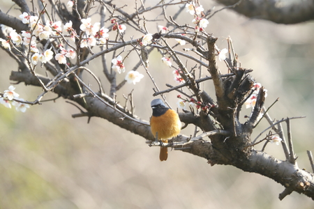 Daurian redstart on plum treeの写真素材