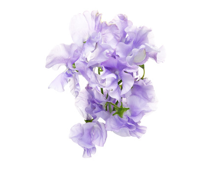 Bouquet of sweetpeaの写真素材
