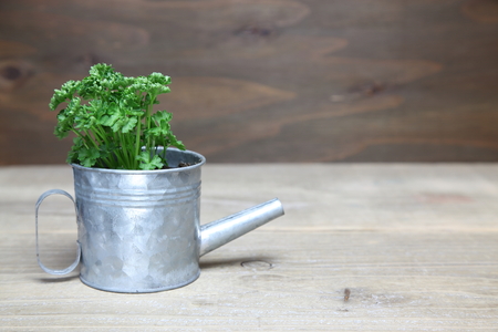Parsley in a in a tin watering canの写真素材