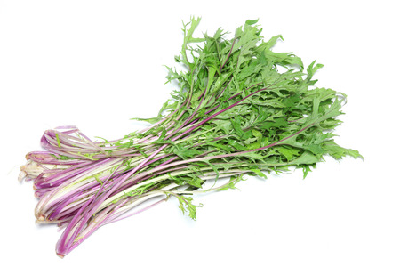 Potherb mustard in a white backgroundの写真素材