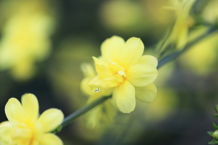Closeup picture of Japanese jasmine called obaimodokiの写真素材