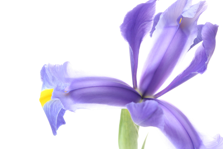 Closeup picture of iris