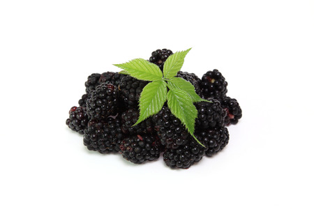Blackberry in a white background