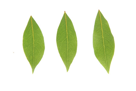 Leaf of laurel