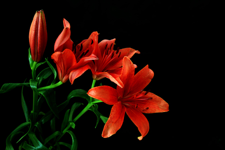 Lily in a black backgroundの写真素材