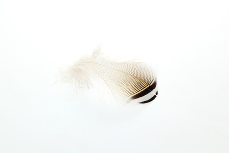 Feathers of wood duckの写真素材
