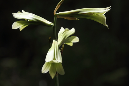 Heartleaf lilyの写真素材