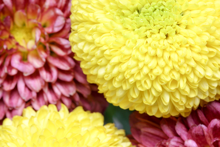 Closeup picture of chrysanthemumの写真素材