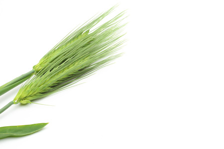 wheat in a white backgroundの写真素材