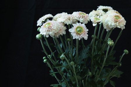 chrysanthemum in a black backgroundの写真素材