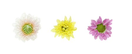 Flower head of chrysanthemumの写真素材