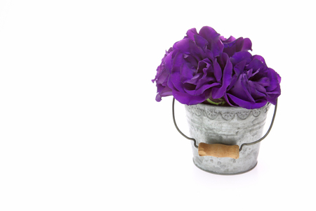 Eustoma in a tin canの写真素材