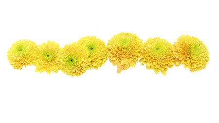 flower head of chrysanthemum in a white backgroundの写真素材