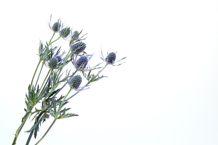 Eryngium in a white backgroundの写真素材