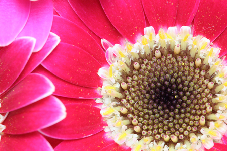 Closeup picture of transvaal daisyの写真素材