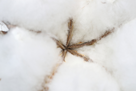 Closeup picture of raw cottonの写真素材