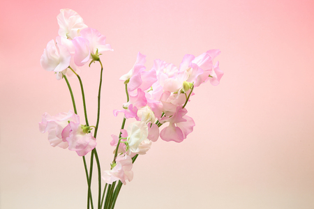 bouquet of sweetpea  in a red gradient backgroundの写真素材