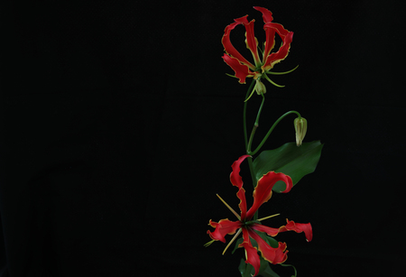 Gloriosa in a black backgroundの写真素材