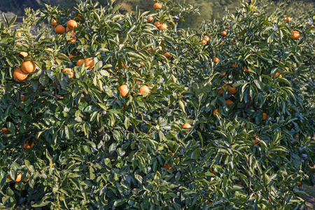 Tangerine Gardens in Japanの写真素材