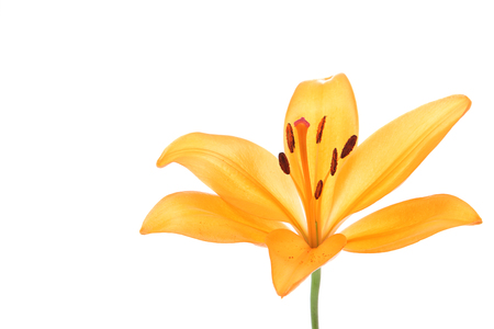 lily in a white backgroundの写真素材