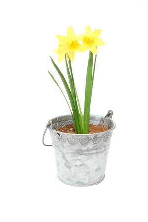 daffodilas in a tin canの写真素材