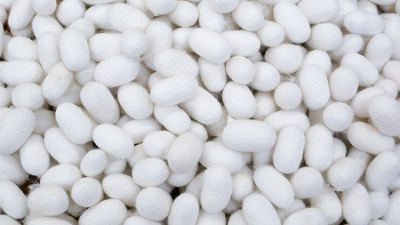 cocoons fills in a whole screenの写真素材