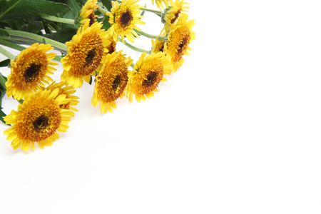 bouquet of chrysanthemum in a white backgroundの写真素材