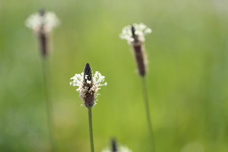 Closeup picture a kind of Chickweed called Herahakobeの写真素材