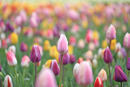 flower garden of tulipsの写真素材