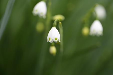 Closeup picture of snowflakesの写真素材