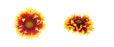 flower head of Gaillardia in a white backgroundの写真素材