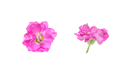 flower head of garden stock in a white backgroundの写真素材