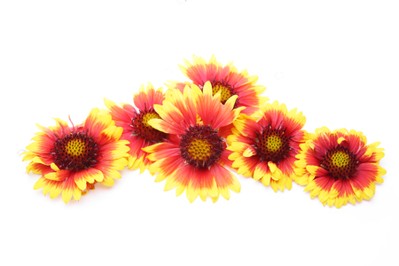 flower head of Gaillardia in a white backgroundの写真素材