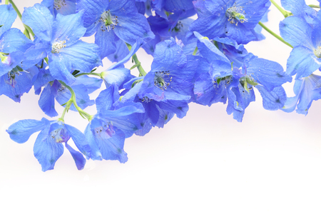 delphinium in a white backgroundの写真素材