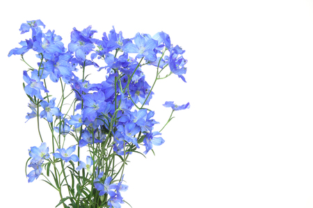 delphinium in a white backgroundの写真素材