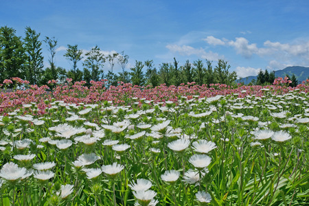 flower garden of alstroemeria and stokesiaの写真素材