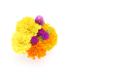 Marigold and globe amaranth in a white backgroundの写真素材