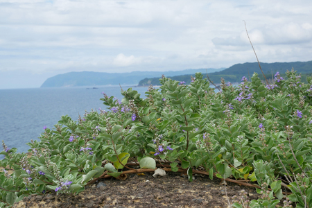 Seaside plants called Hamagou in Japanの写真素材
