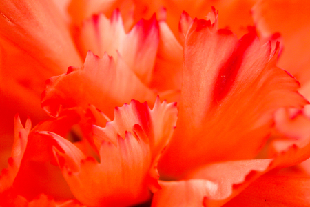 Closeup picture of carnationの写真素材