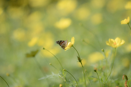 Argynnis hyperbius on the cosmosの写真素材