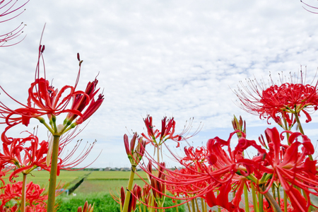 Cluster-amaryllis in early autumnの写真素材