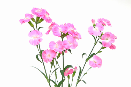 Dianthus in a white backgroundの写真素材