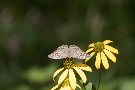 brown butterfly on the Golden Glowの写真素材