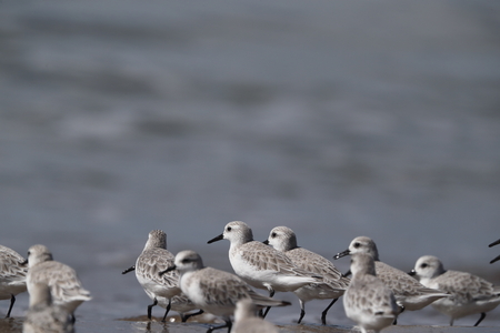 a group of sandpiper on the beachの写真素材