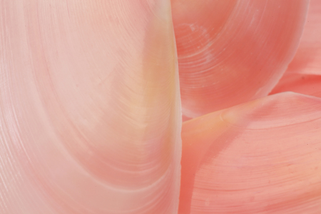 Closeup picture of sakuragai shellの写真素材