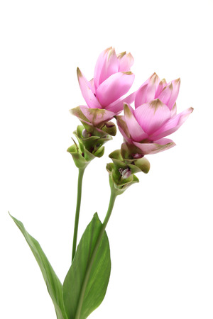 Curcuma in a white backgroundの写真素材