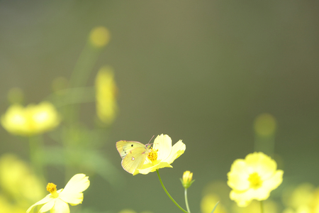Eastern Pale Clouded Yellow on the cosmosの写真素材