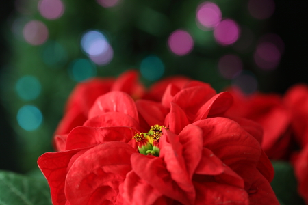Closeup picture of Poinsettia with illuminationの写真素材