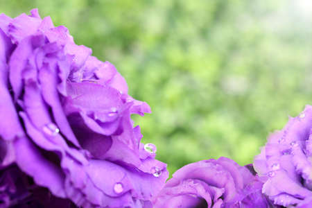 bouquet of eustoma in a green backgroundの写真素材
