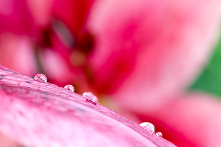 Closeup picture of lilyの写真素材